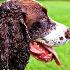 GunDog Training